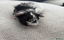 Guinea Pig rodents for sale: Female baby Guinea Pigs - Image 4
