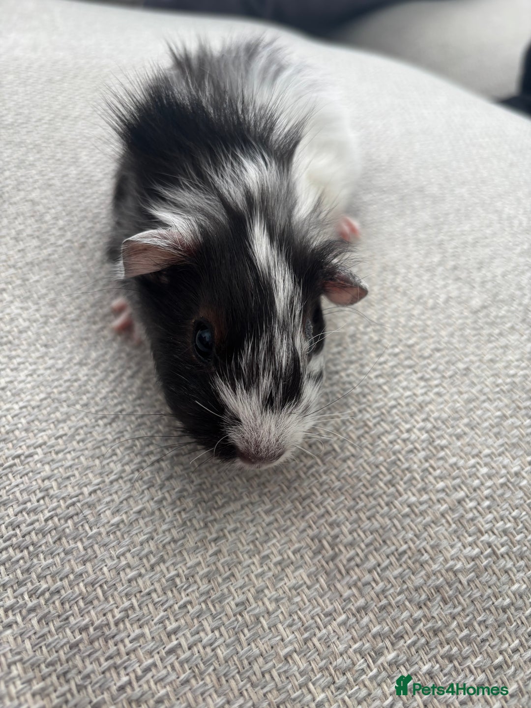 Guinea Pig rodents for sale: Female baby Guinea Pigs - Image 4