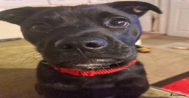 Mixed Breed dogs - Advert 10