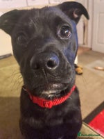 Mixed Breed dogs - Advert 10