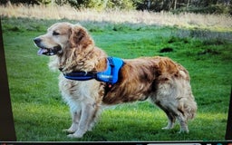 Goldendoodle dogs for sale: Goldendoodle puppies, F1 - Image 8