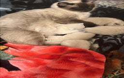 Ragdoll cats for sale: Cute ragdoll🌹🤎 - Image 26