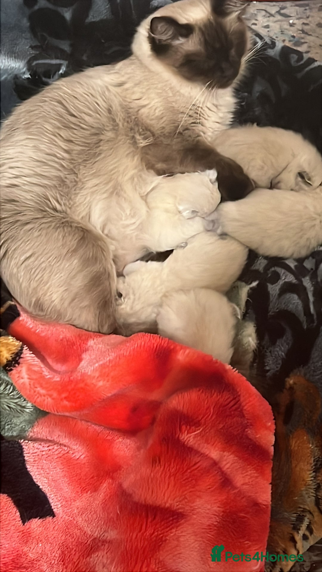 Ragdoll cats for sale: Cute ragdoll🌹🤎 - Image 26