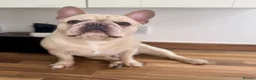 French Bulldog dogs for sale: Stunning boy  - Advert 5