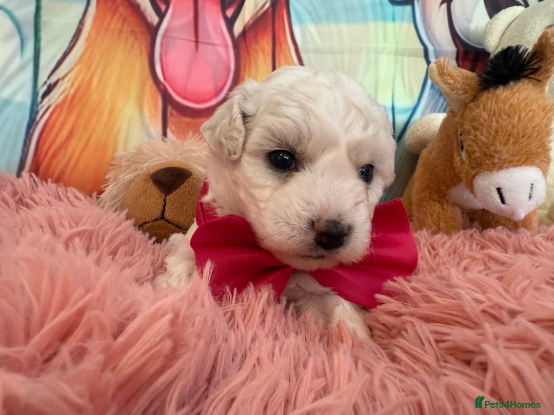 Bichon Frise dogs for sale: Kc registered show quality puppies - Image 11