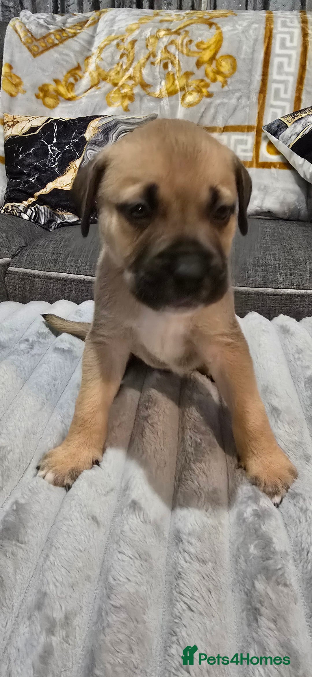 Mixed Breed dogs for sale: Staffy x Japanese akitas and cane corso pups - Advert 5