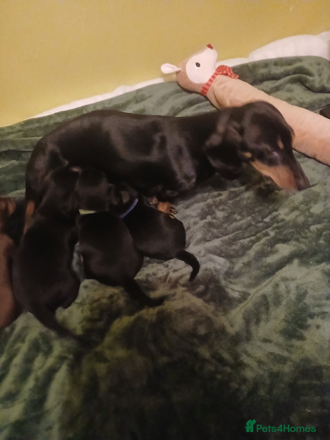 Miniature Dachshund dogs for sale:  beautiful mini  dashed  puppy - Advert 1