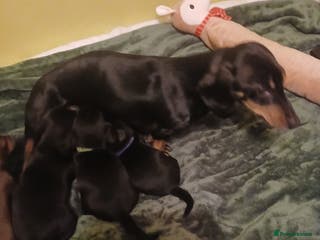 Miniature Dachshund dogs beautiful mini dashed puppy - Advert 1