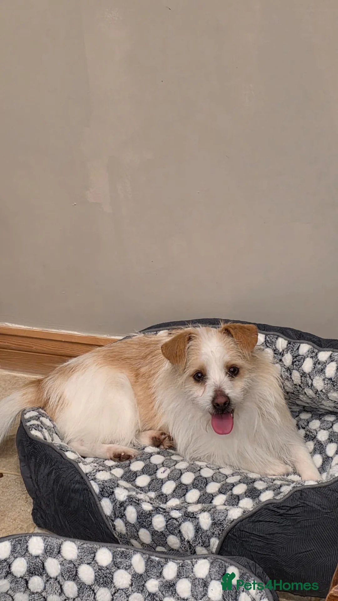 Mixed Breed dogs for adoption: Moomoo is 3-4 yr terrier type meat trade survivor  - Advert 5