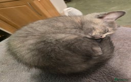British Shorthair cats for sale: British shorthair kittens available 5 girls left  - Image 14