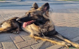 German Shepherd dogs for stud: Beautiful pedigree German shepherd needs stud ASAP - Image 3
