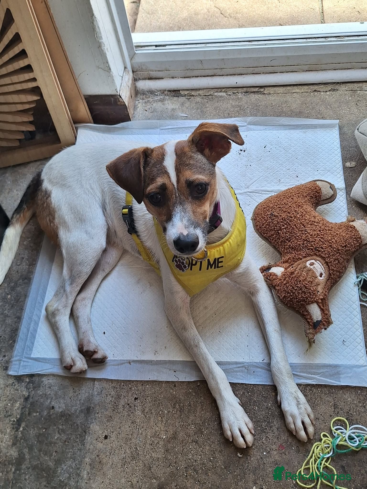 Jack Russell dogs Toby -Mini Jack Russell - Advert 2
