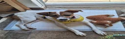 Jack Russell dogs for adoption: Toby -Mini Jack Russell in Camberley - Advert 1