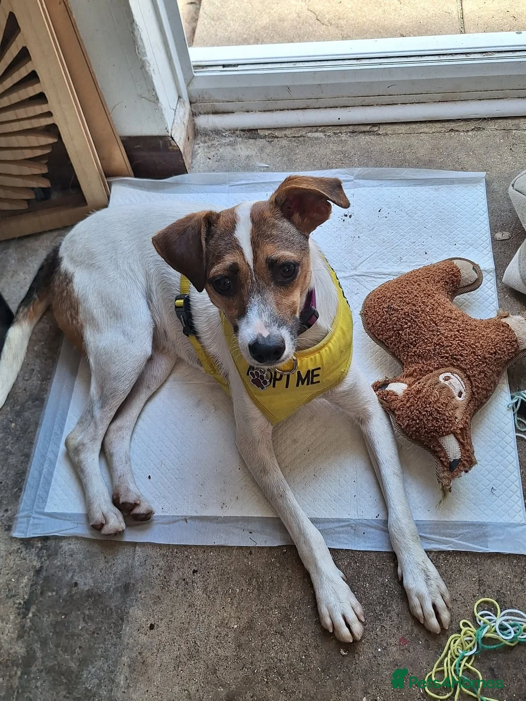 Jack Russell dogs for adoption: Toby -Mini Jack Russell in Camberley - Advert 1