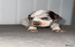 Sprocker dogs for sale: Sprocker puppies - Image 2