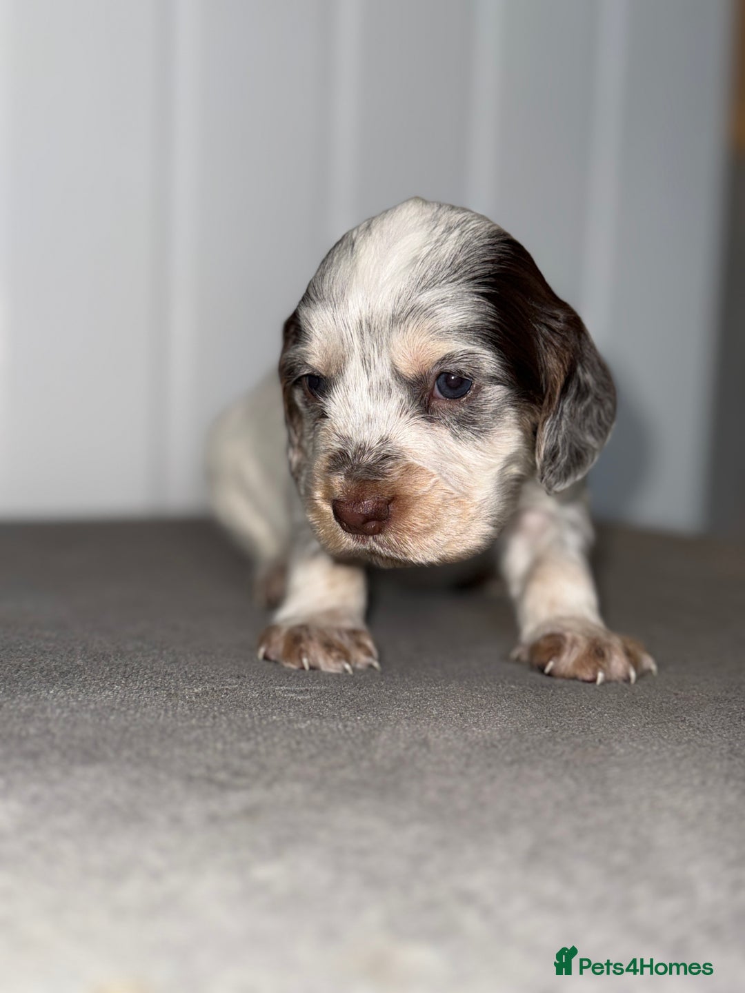 Sprocker dogs for sale: Sprocker puppies - Image 2