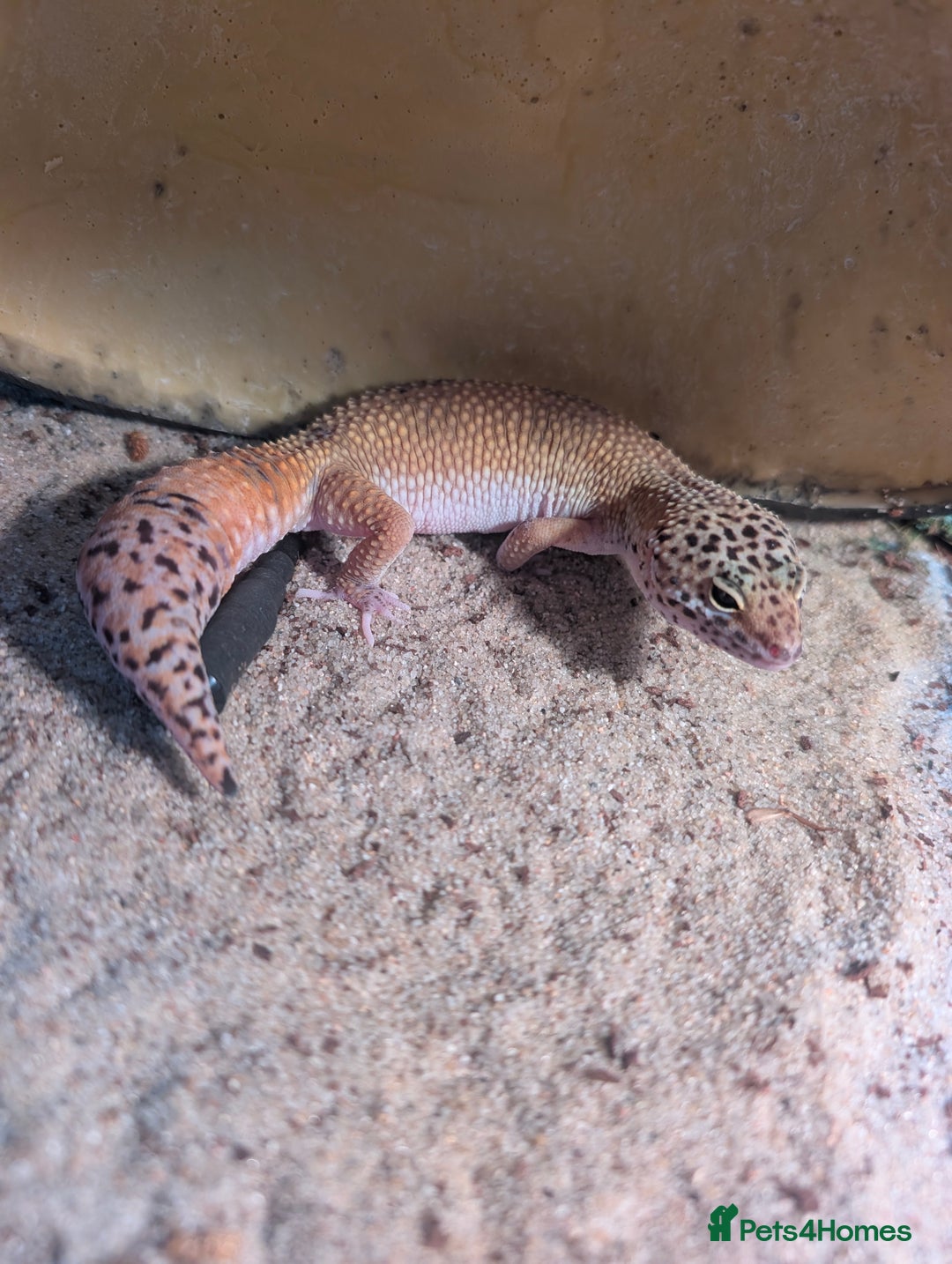 Leopard Gecko reptiles for sale: Leopard gecko and set up - Advert 1
