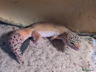 Leopard Gecko reptiles Leopard gecko and set up - Advert 1