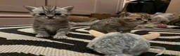 British Shorthair cats for sale: BSH LOOK AT LIKE (EXOTIC SHORTHAIR CROSS)  in Shifnal - Advert 9