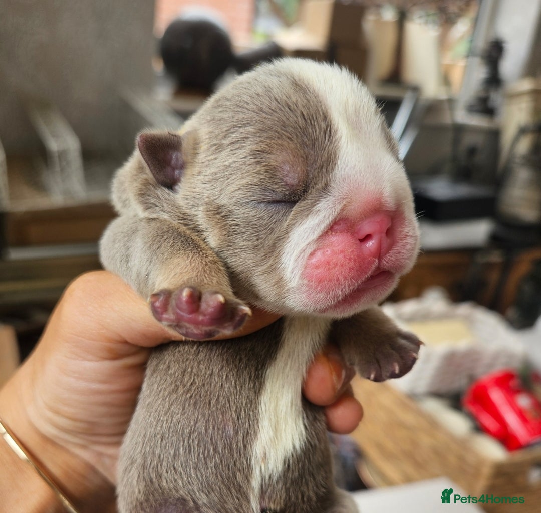 English Bulldog dogs for sale: Outstanding KC English Bulldogs, Top Quality Pups - Image 37
