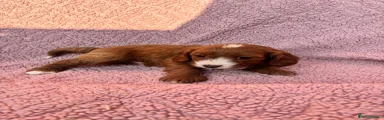 Cavapoo 1