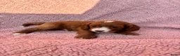 Cavapoo dogs for sale: Our delightful Cavapoo puppies  - Advert 7