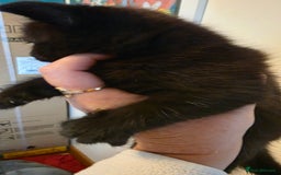 Domestic Shorthair cats for sale: Kittens for sale  - Image 9