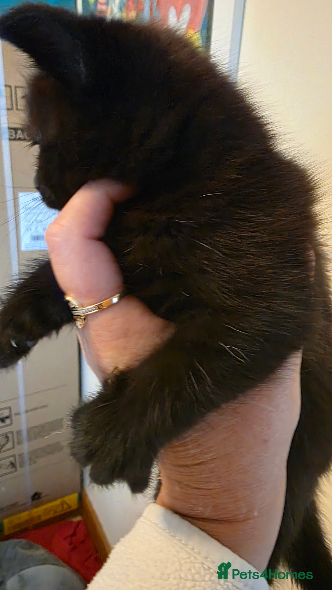 Domestic Shorthair cats for sale: Kittens for sale  - Image 9