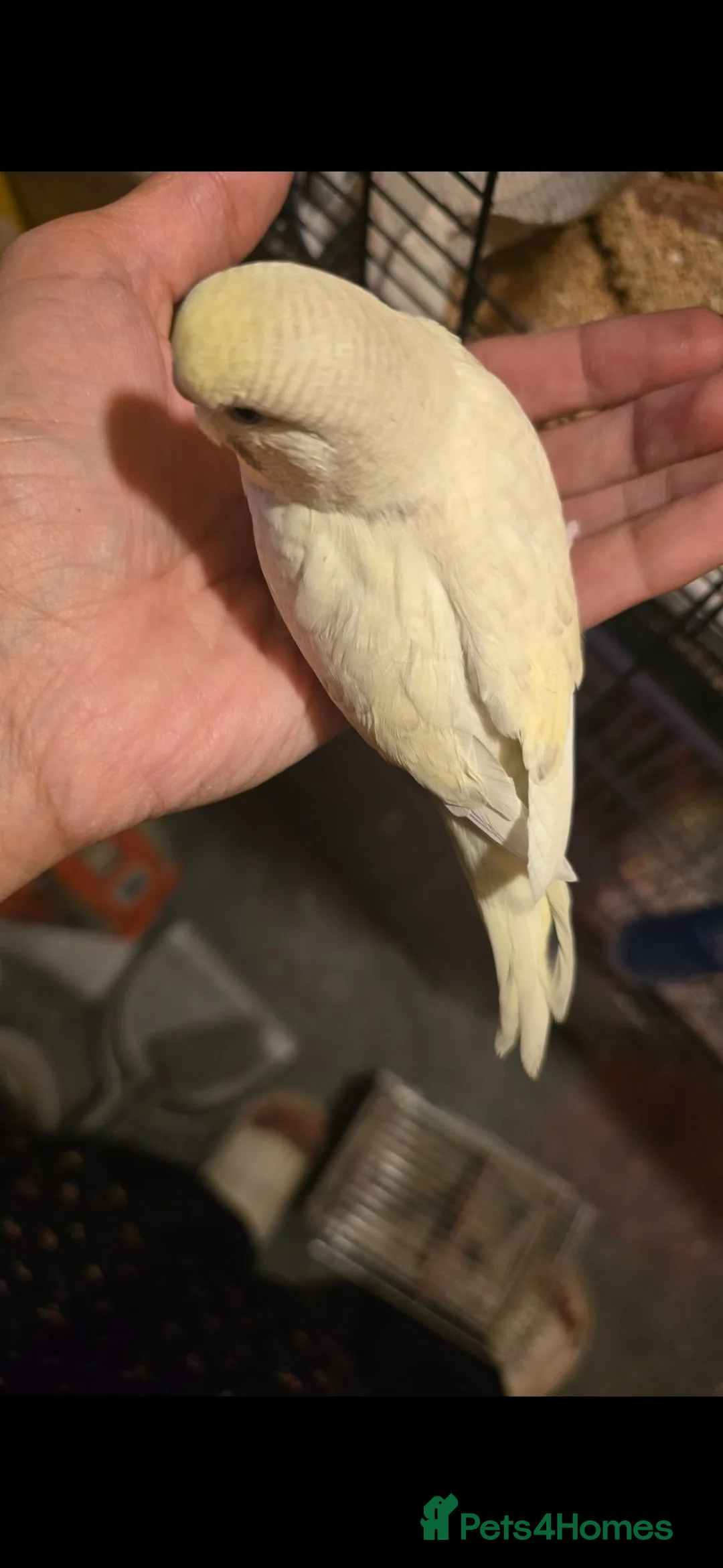 Budgerigars birds for sale: Tame baby budgies  - Advert 7