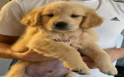 Golden Retriever dogs for sale: Ready Now Golden Retriever Puppies - Image 7