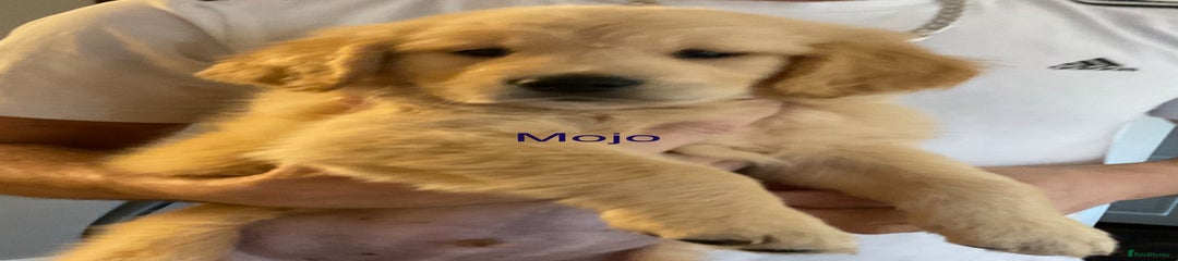 Golden Retriever Puppy 7