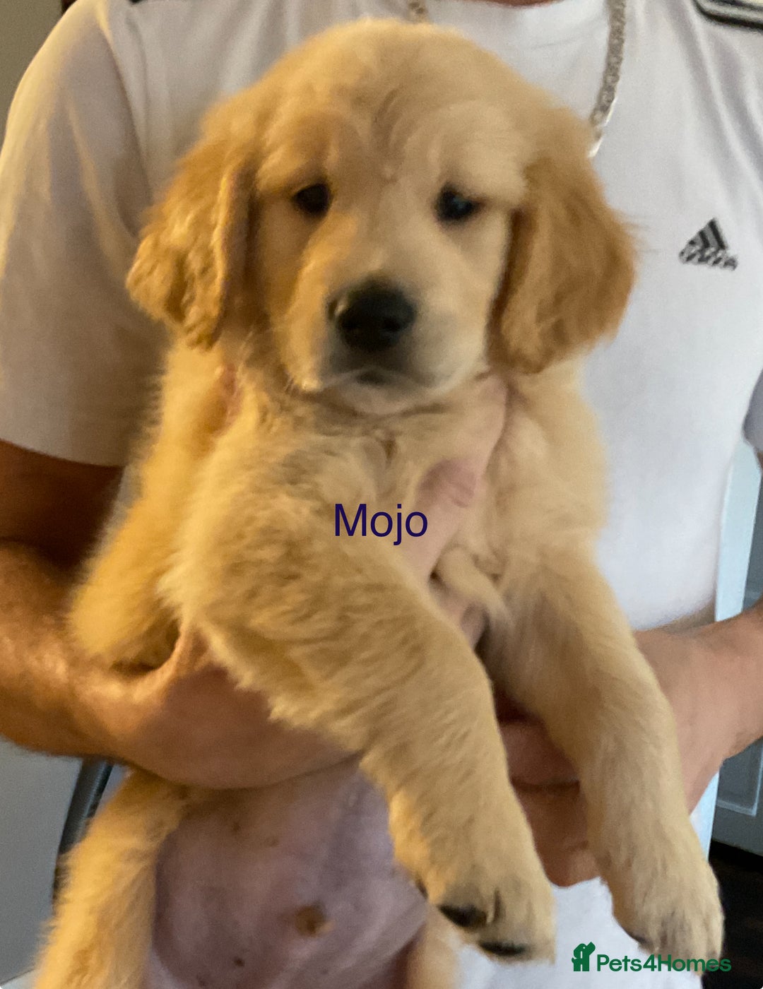 Golden Retriever dogs for sale: Ready Now Golden Retriever Puppies - Image 7