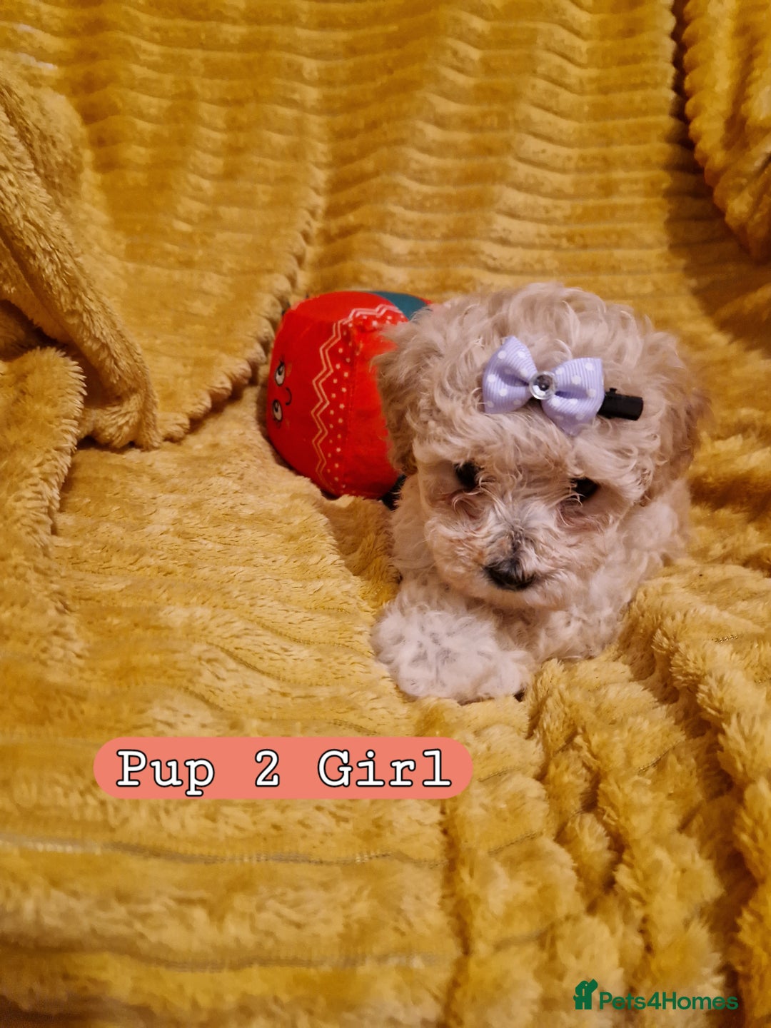 Poochon dogs for sale: 5 Cute and Cuddly Poochons  j  - Advert 5