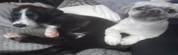 Border Collie dogs for sale: Boreder collie  in Hull - Advert 9