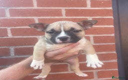 American Bully dogs for sale: ABKC pocket bullys - Image 4