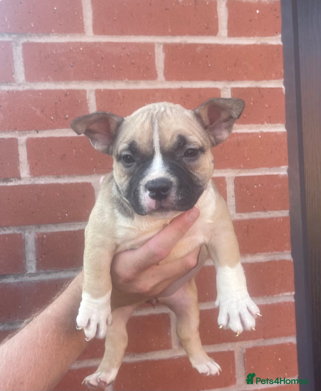 American Bully dogs for sale: ABKC pocket bullys - Image 4
