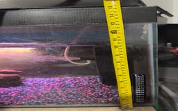 Other/Mixed Breed fish for sale: Fish tank and 3 fish for sale  - Image 4