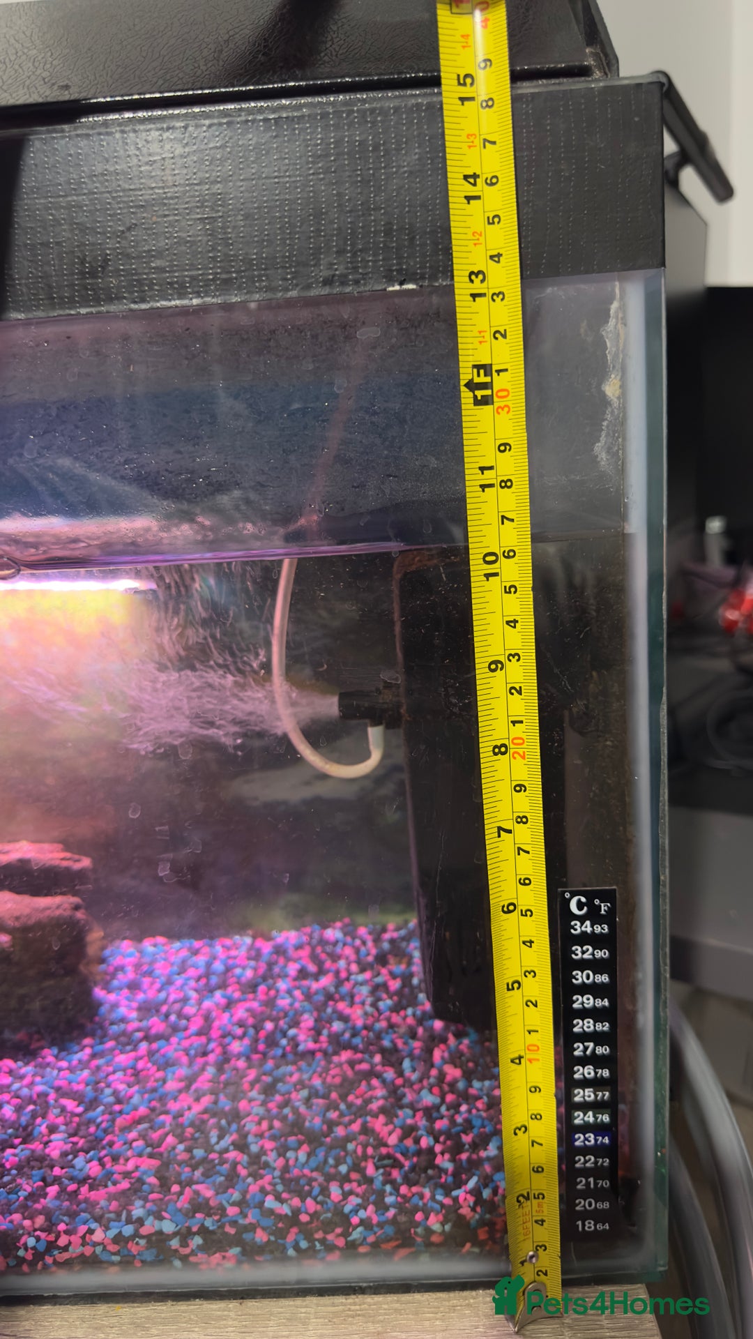 Other/Mixed Breed fish for sale: Fish tank and 3 fish for sale  - Image 4