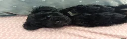 Schnoodle dogs for sale: Stunning Schnoodles  in Bury Saint Edmunds - Advert 12