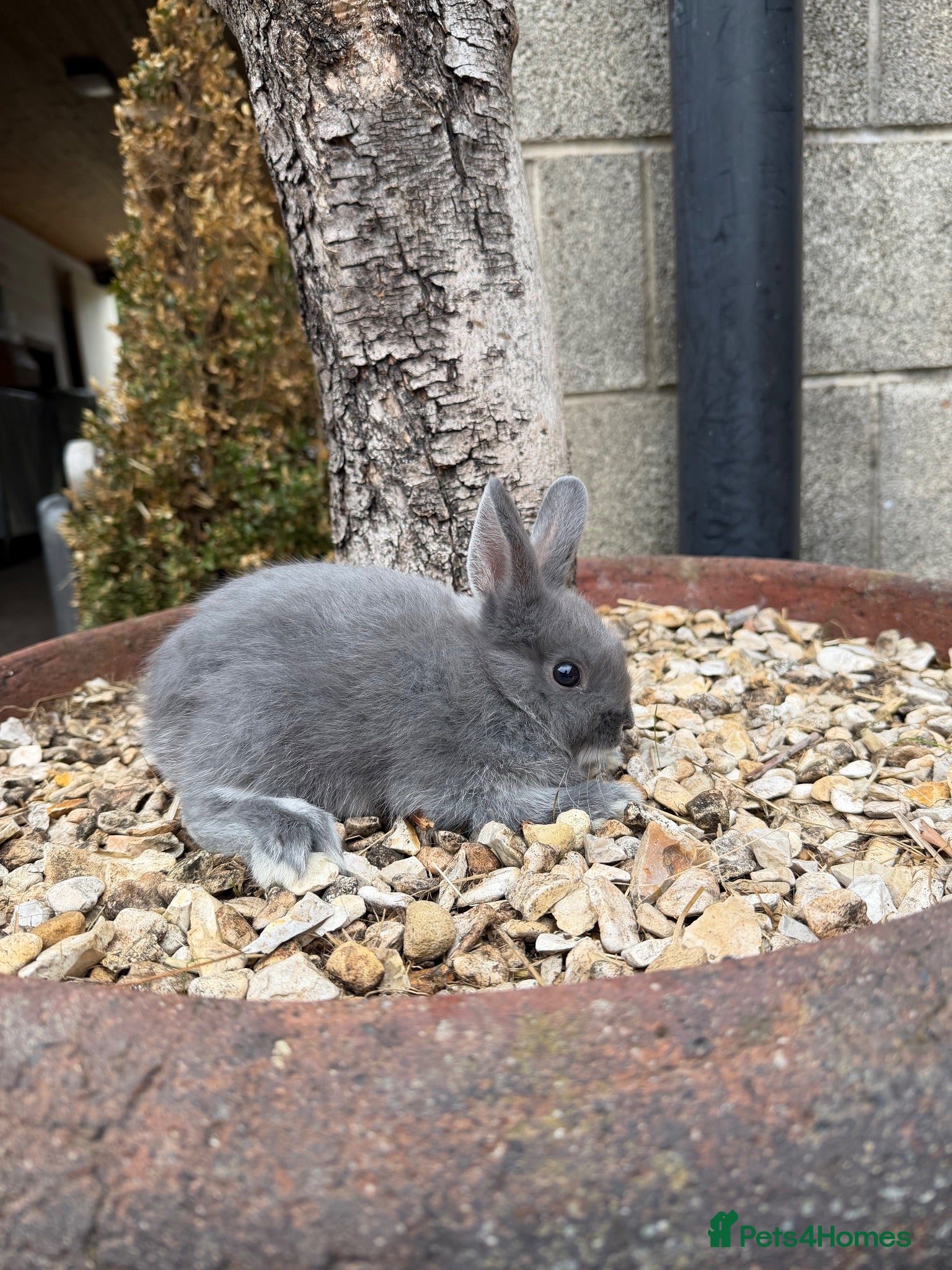 Netherland Dwarf rabbits Three Netherland dwarfs looking for their new home - Advert 1