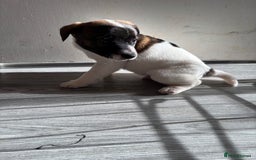 Jack Russell dogs for sale: 3 stunning Jack Russell’s  - Image 8