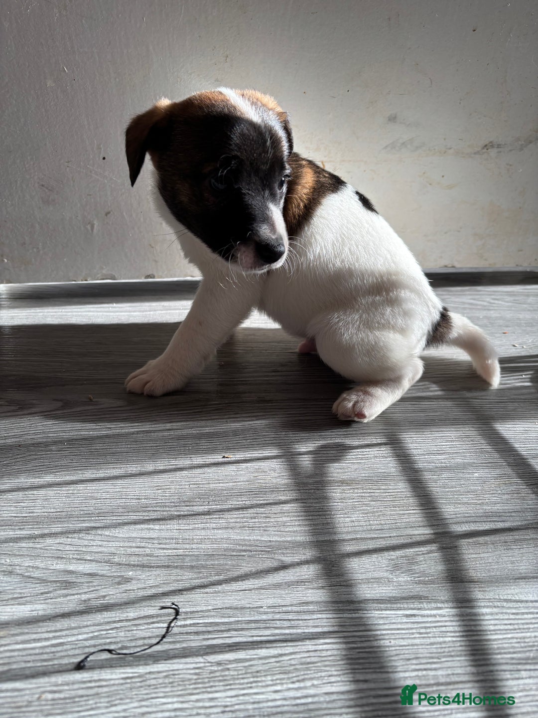 Jack Russell dogs for sale: 3 stunning Jack Russell’s  - Image 8