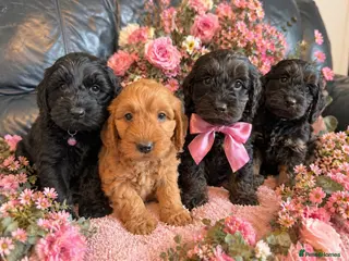Cockapoo dogs 🎀First Class F1 Cockapoo Puppies 🩵 - Advert 1