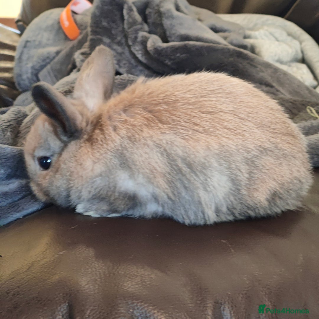 Mini Lop rabbits for sale: Mini lops  - Image 2