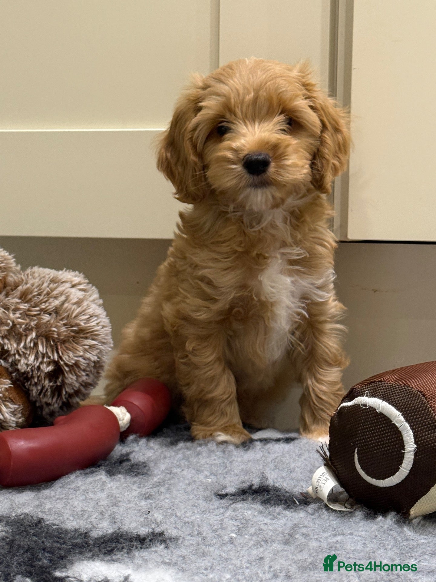 Cockapoo dogs ❤️COCKAPOO PUPPIES F1B❤️ - Advert 2