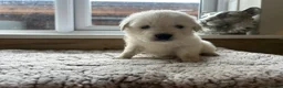 Golden Retriever dogs for sale: Our beautiful golden retriever pups - Advert 38