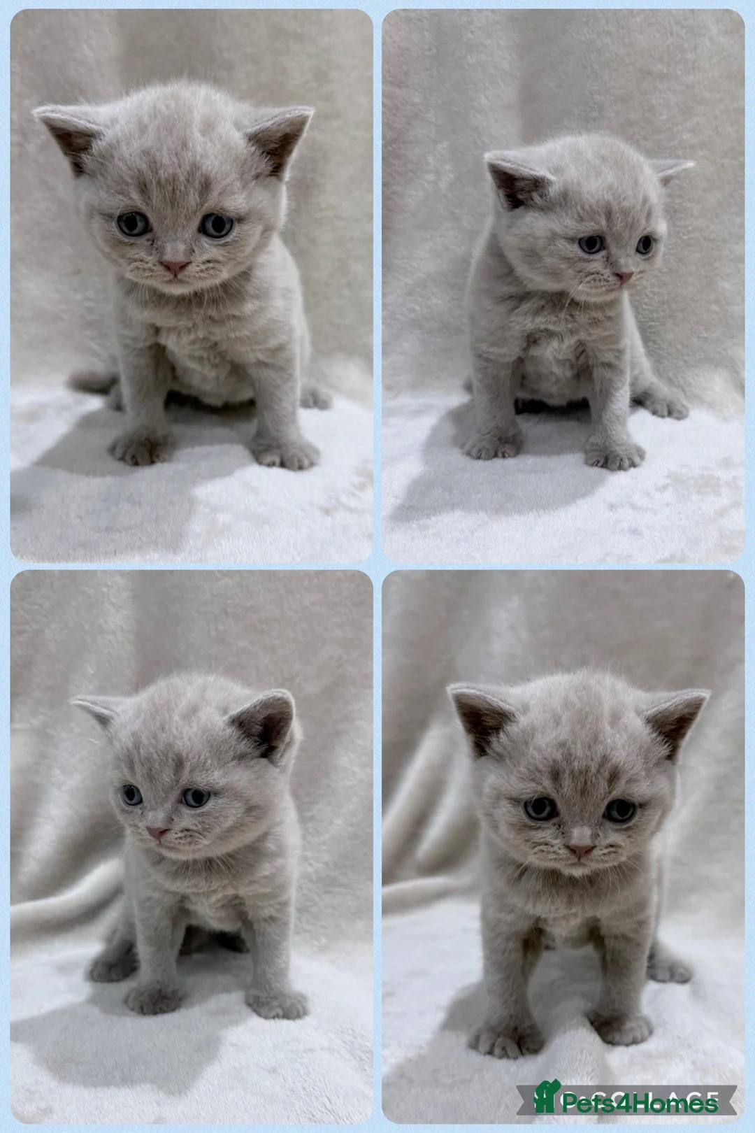British Shorthair cats for sale: Lilac British Shorthair Kittens - Advert 4
