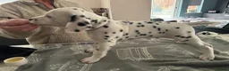 Dalmatian dogs for sale: 4 KC registered looking for their forever home in Livingston - Advert 8