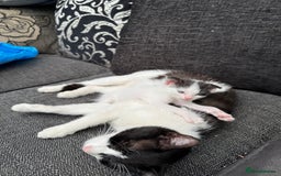 Mixed Breed cats for sale: kitten - Image 3