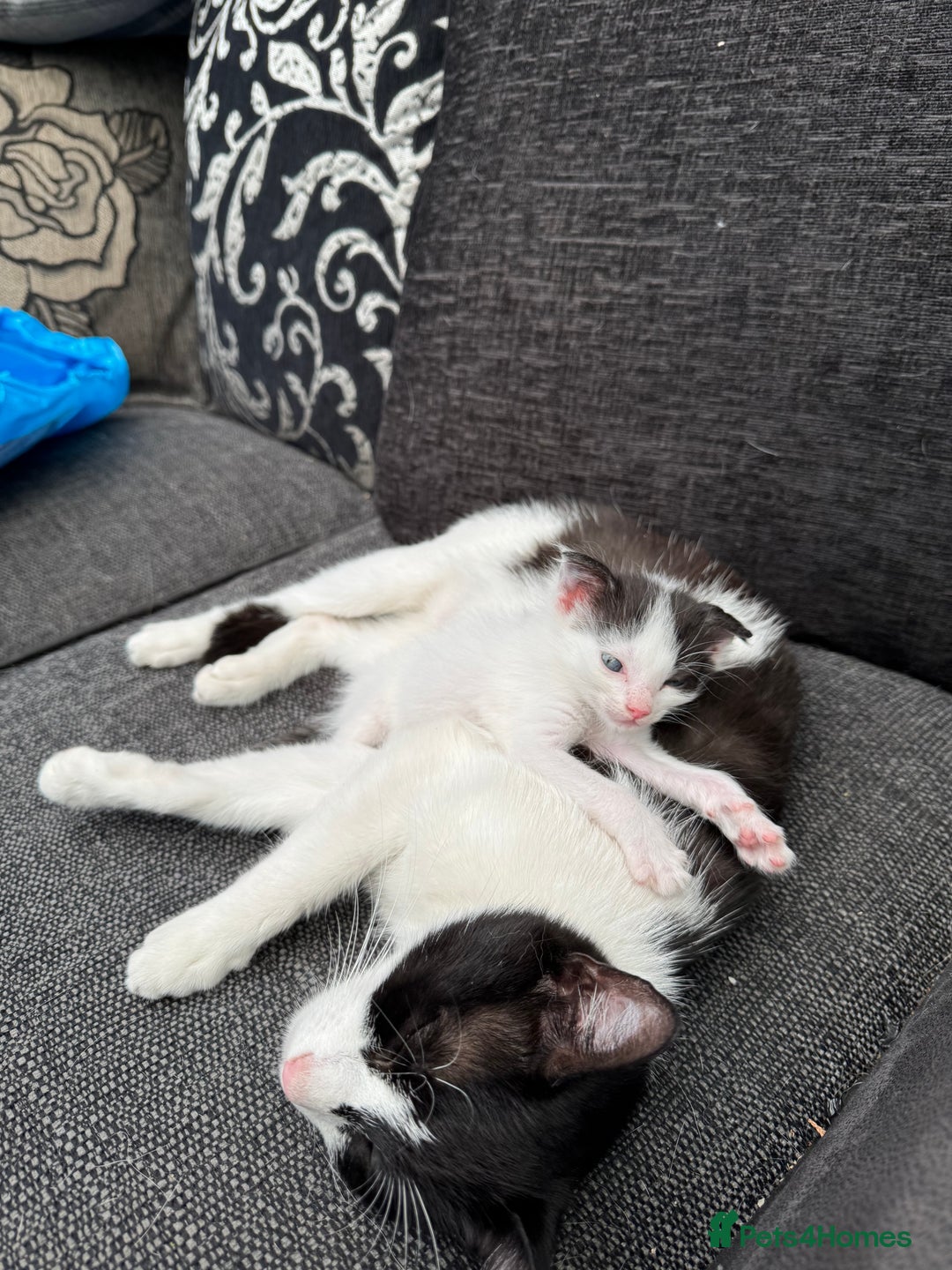 Mixed Breed cats for sale: kitten - Image 3